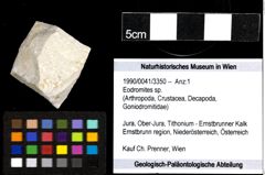 Foto (Objekt + Etiketten) von Eodromites sp. 